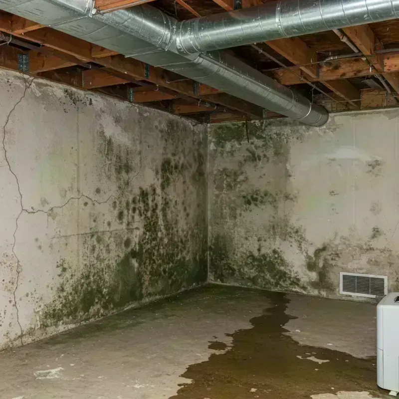 Professional Mold Removal in Palmyra, NY